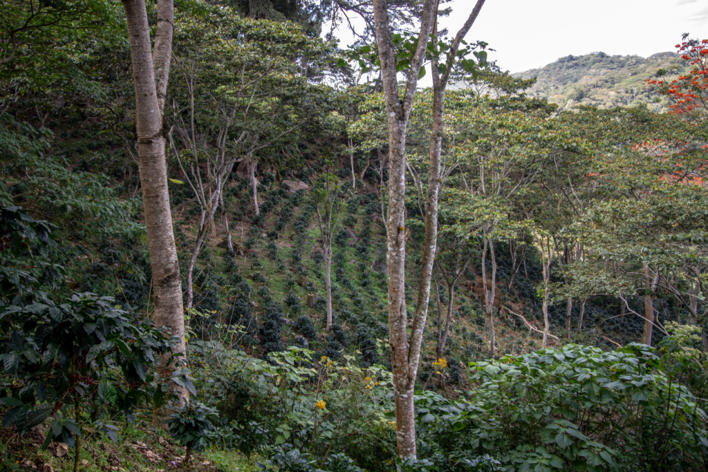 Grain Affair - Nicaragua