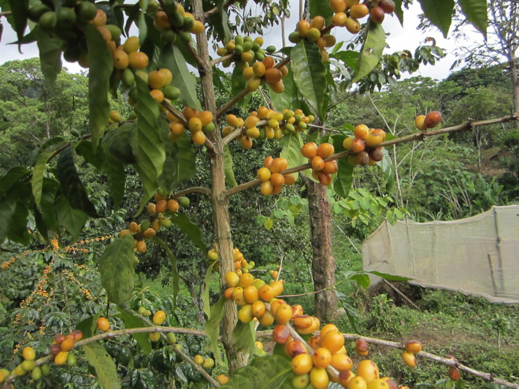 Grain Affair - Nicaragua
