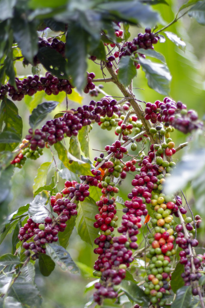 Grain Affair - Nicaragua