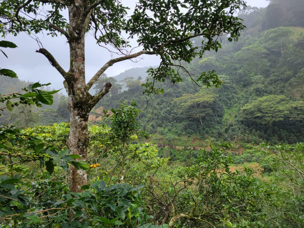 Grain Affair - Nicaragua