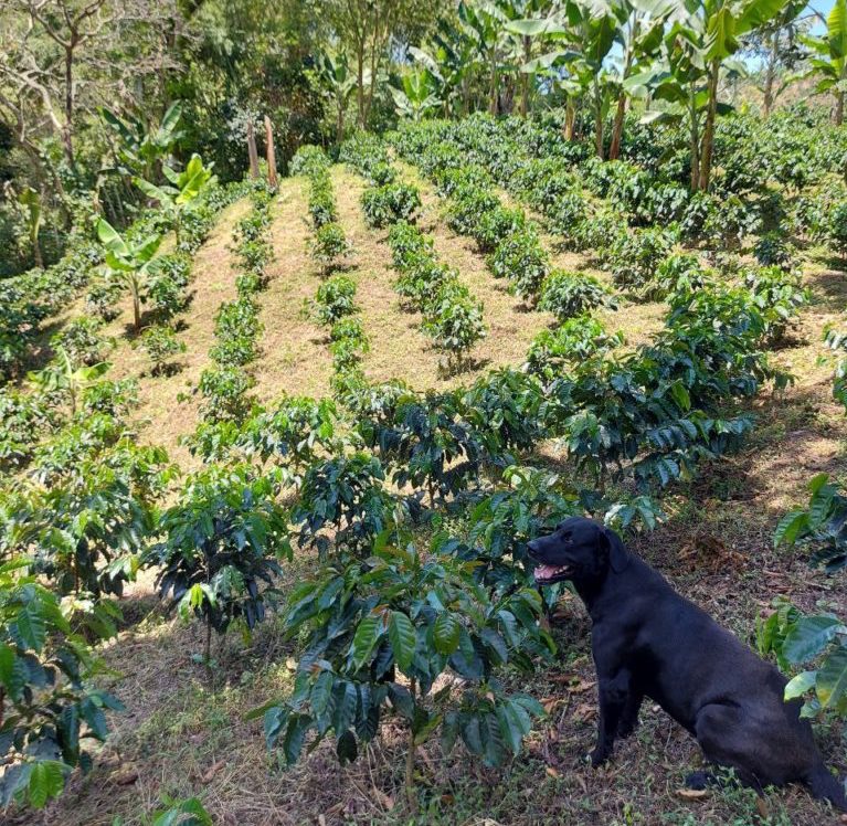 Roots of Nature - Grain Affair - Colombie