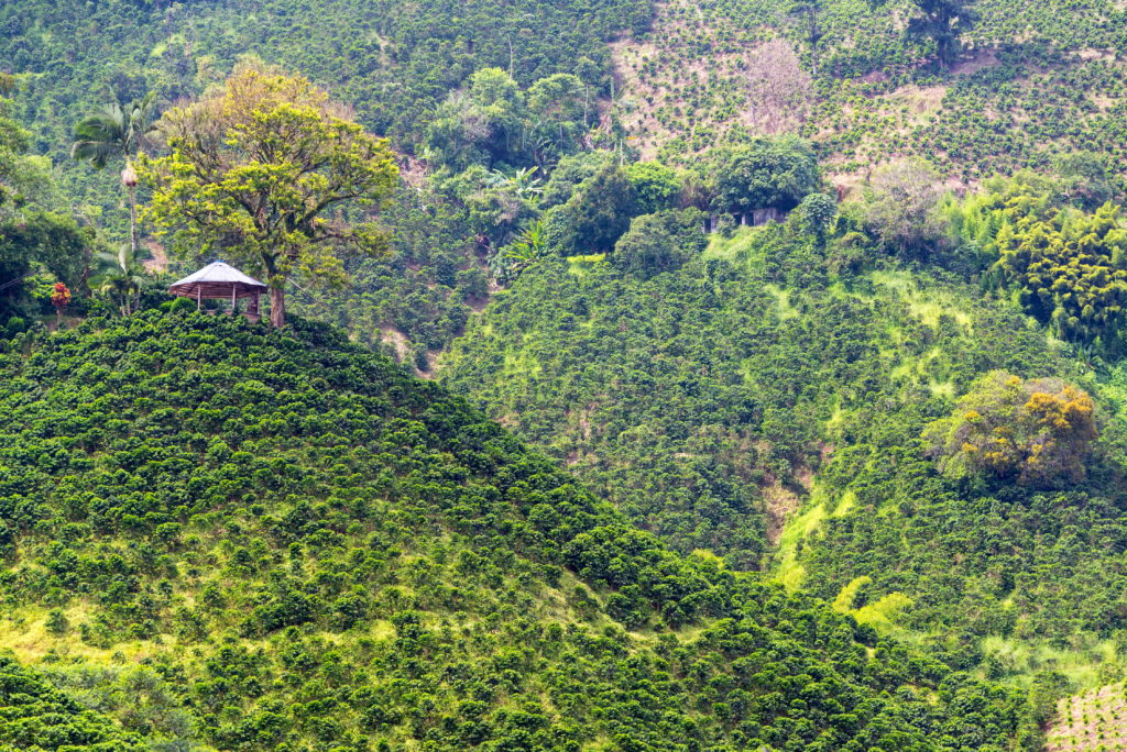 Roots of Nature - Grain Affair - Colombie